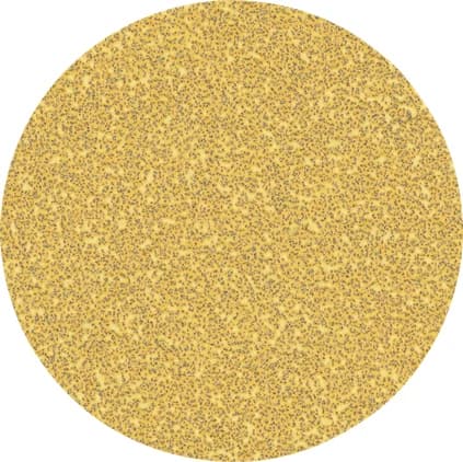 بوش EXPERT C470 Sandpaper with no holes for Angle Grinders and Drills 125 mm, G 40 50-pc ورق صنفرة — EXPERT C470 Sandpaper with no holes for Angle Grinders and Drills 125 mm, G 40 50-pc